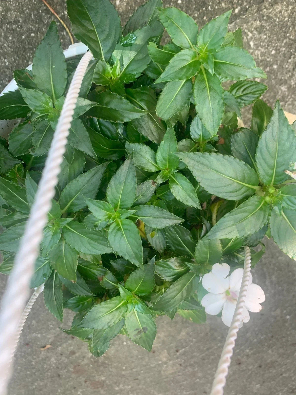 Rooted White Impatiens Plants in 6-Inch Basket | Impatiens walleriana | Ideal for Outdoor Spaces & Shady Areas