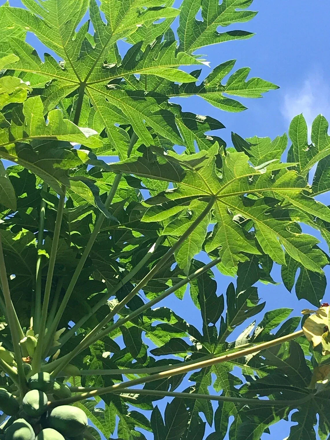Live Papaya Tree Start Seeding - 8" Well Rooted Plant - Tropical Fruit - Carica papaya - Indoor/Outdoor Gardening