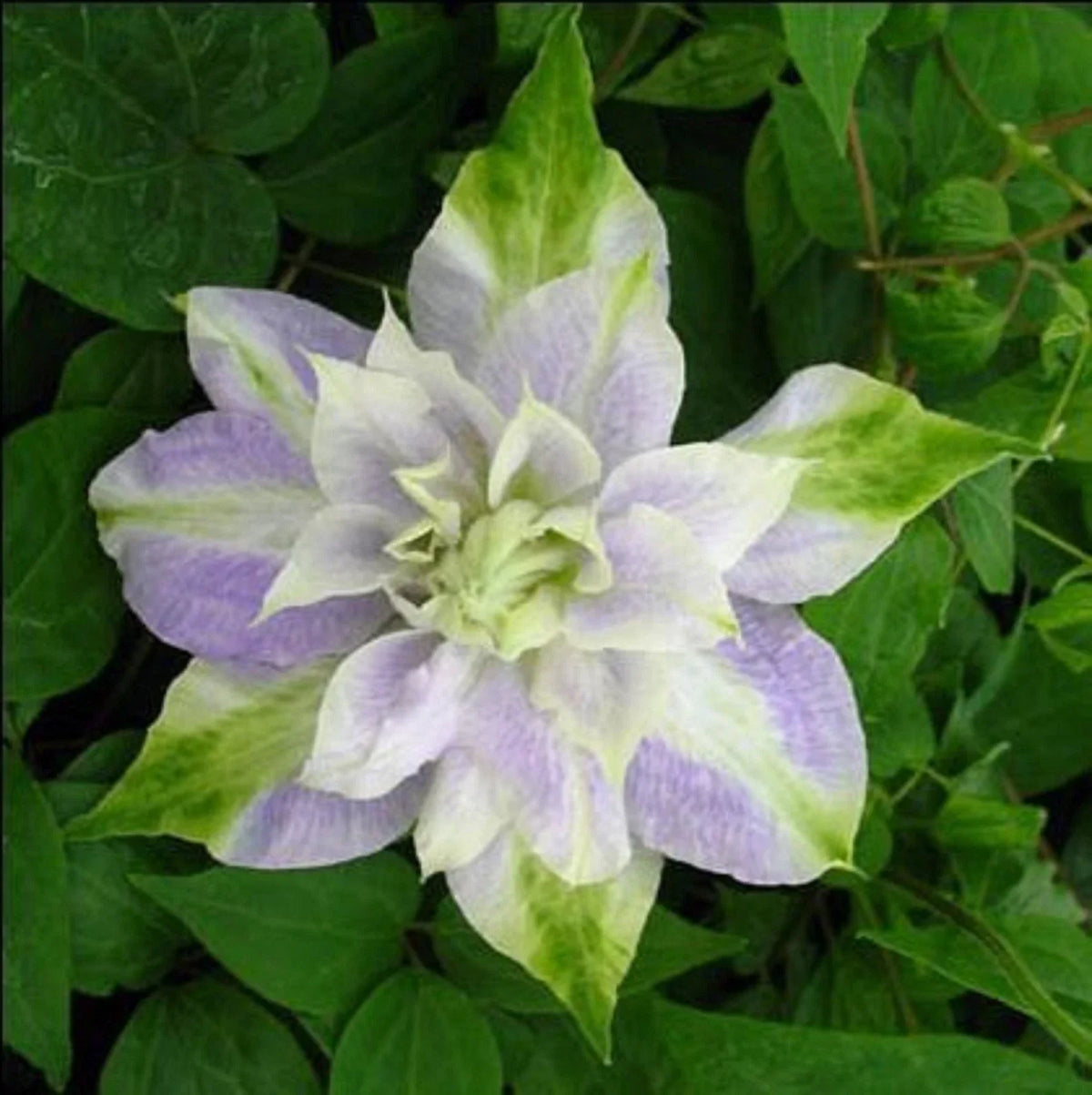 Clematis Seeds - 25 Pack Double Purple Green Perennial Flower Seeds - Clematis spp. for Gardens and Landscapes
