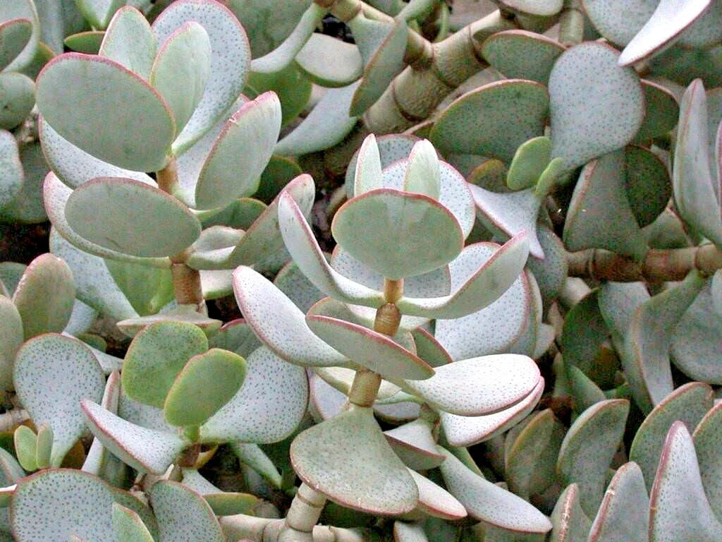 Succulent Cuttings 3-Pack 2-4" Silver Dollar Jade Crassula Arborescens Blue-Grey Foliage Red Edges Unrooted Plants