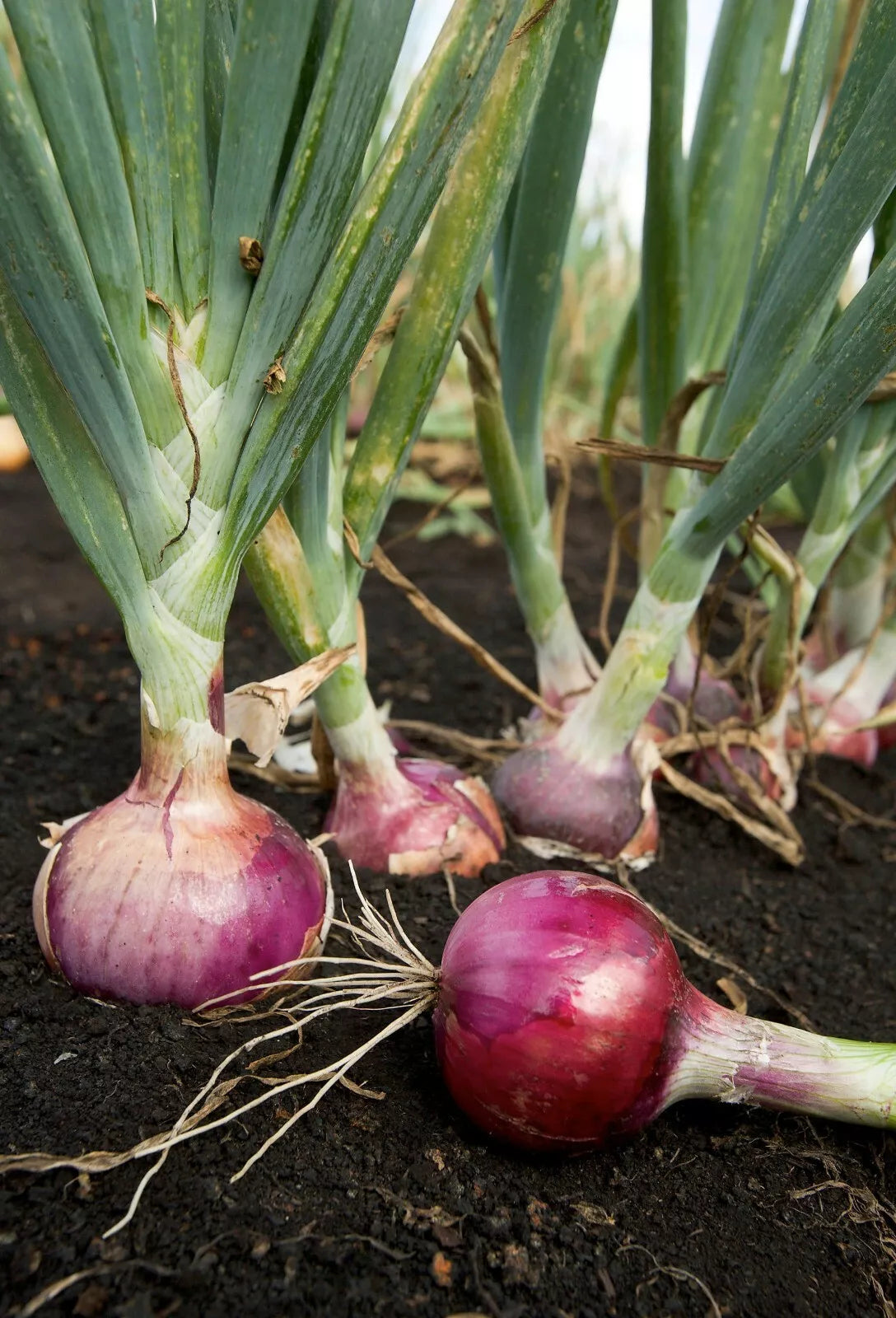 Scarlet Bandit Onion Seeds - 200+ Non-GMO Bunching Onion - Allium fistulosum - Vibrant Red Culinary Vegetable