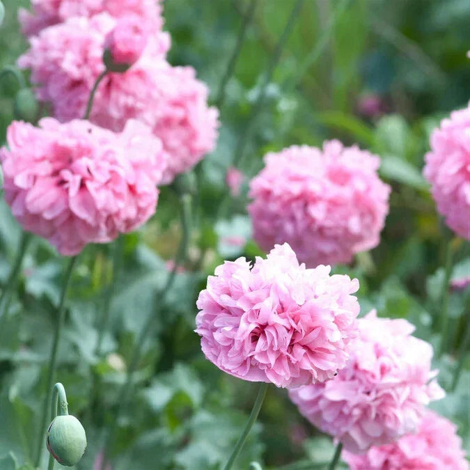 Pale Rose Poppy Seeds 200+ Pack - Papaver rhoeas - Non-GMO, USA Grown, Easy to Grow for Garden Planting