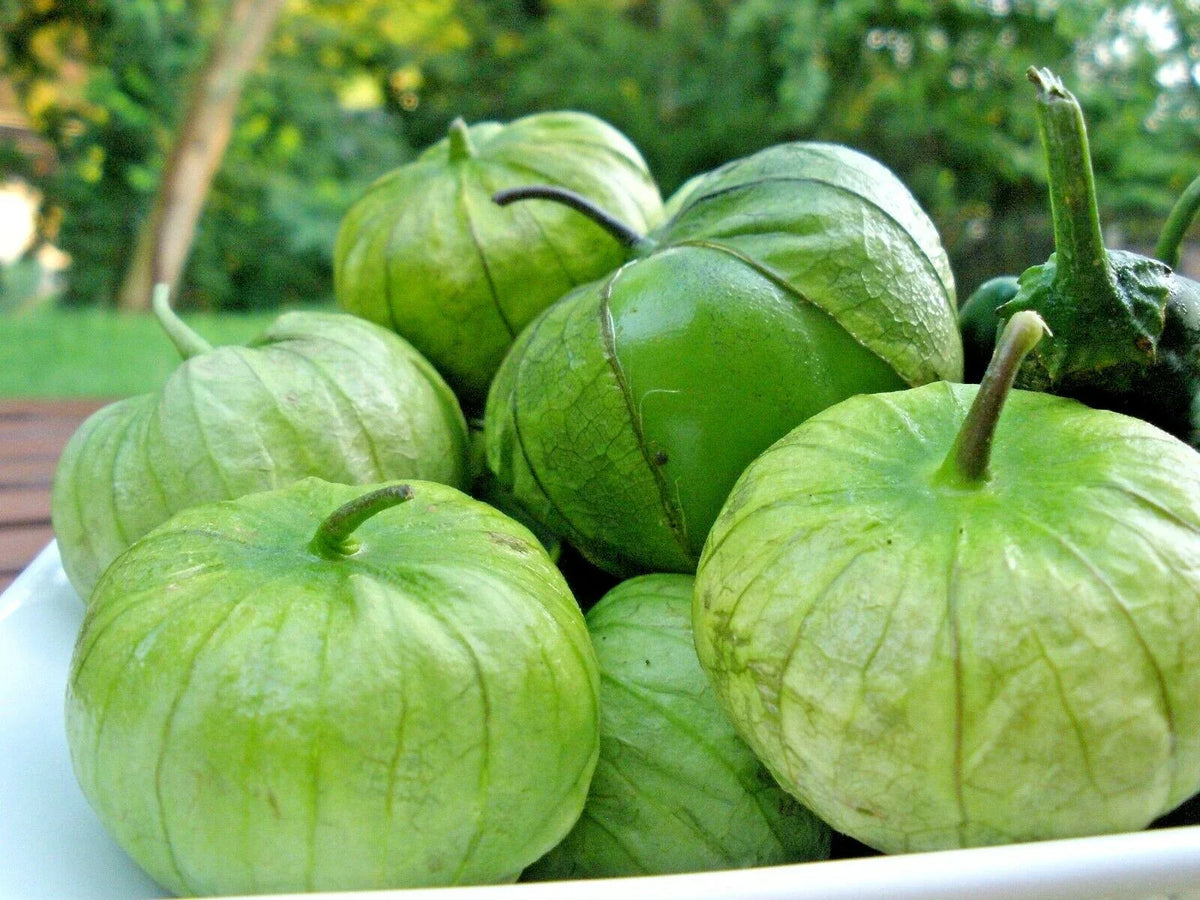 Tomatillo Gigante Seeds - Organic Vegetable - 101+ Seeds - Easy Grow for Container Gardening - Physalis ixocarpa
