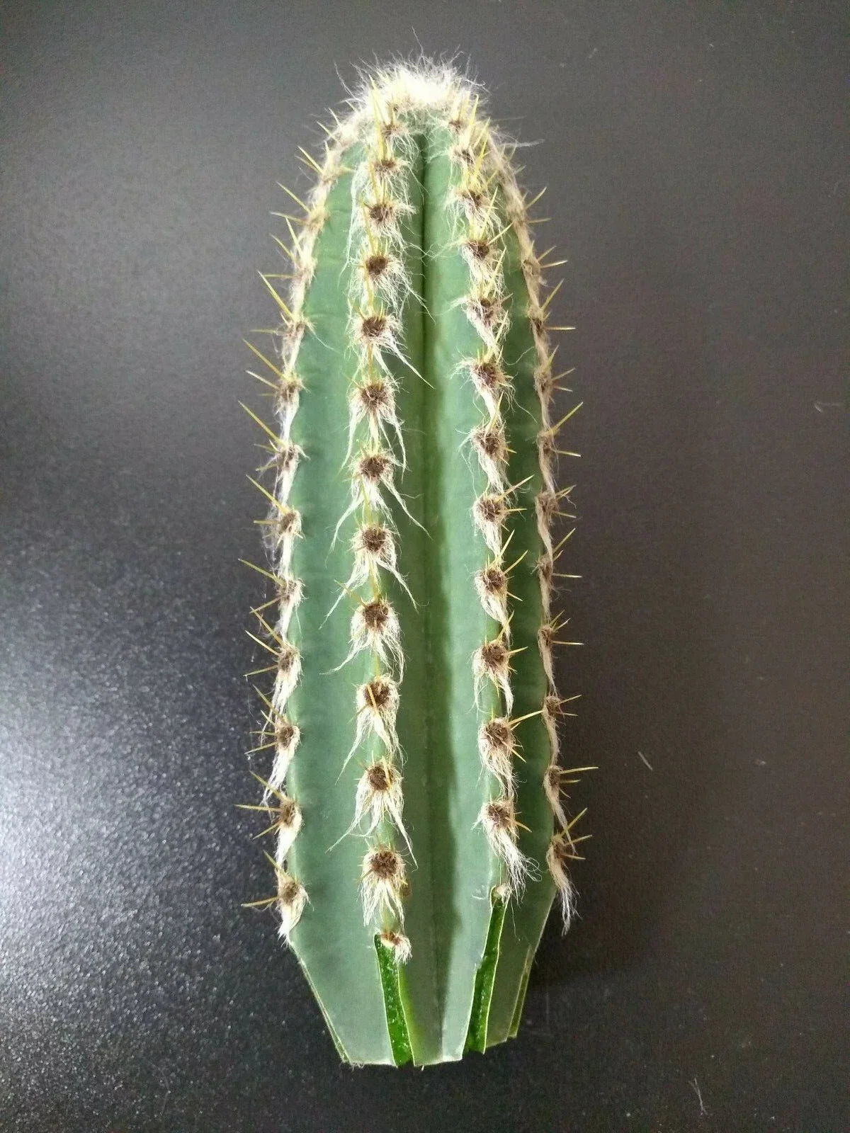 Starter Cactus 6" Cephalocereus royenii Pipe Organ Cactus Sebucán Succulent Plant for Indoor Outdoor Garden Decor