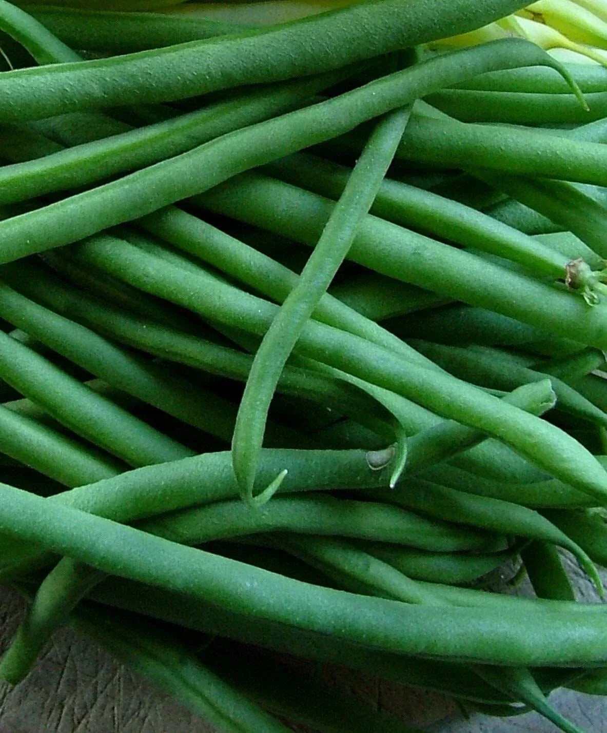 Jade Bush Green Bean Seeds - Non-GMO Stringless Variety - Phaseolus vulgaris - Compact for Small Spaces