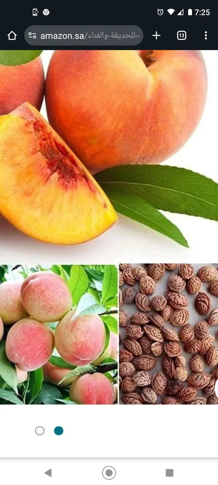 Peach Tree Seeds Dwarf Loring Nemaguard Prunus persica Fast Growing Hardy Fruit 3+1 Free