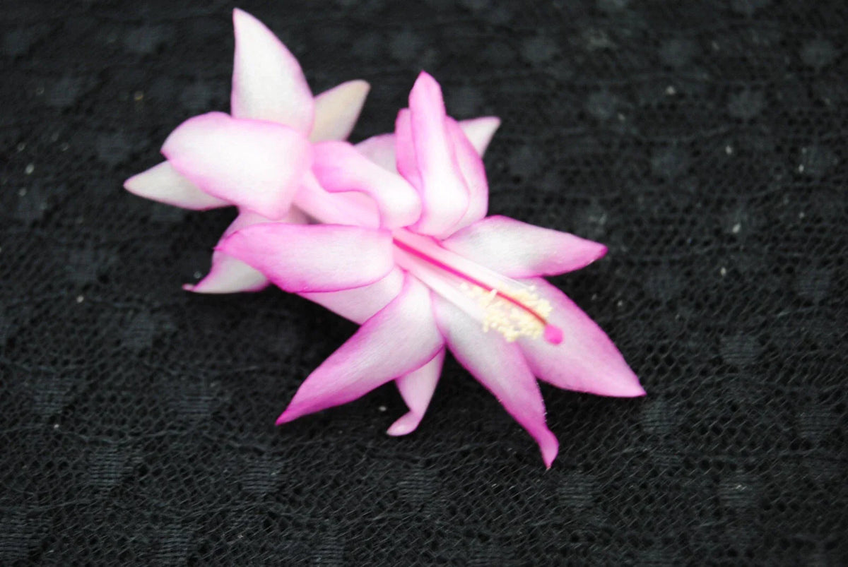 Christmas Cactus Starter Plant - Small Jolly Roger - Schlumbergera Truncata - Well-Rooted Indoor Plant for Home Decor
