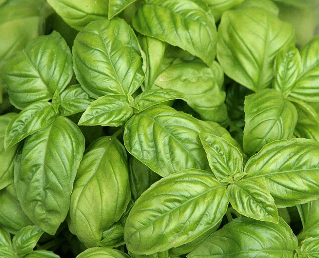 Sweet Basil Seeds 200+ Count - Sweet Italian Tukmaria Tulsi - Ocimum basilicum - USA Grown Non-GMO Gardening Seeds