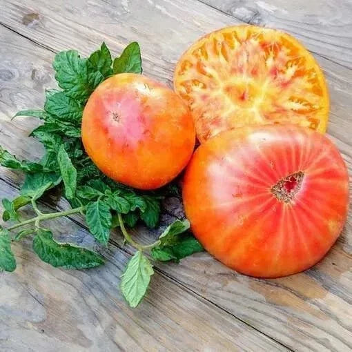 Big Rainbow Tomato Seeds - 30+ Organic Heirloom Non-GMO - Solanum lycopersicum - Colorful & Delicious for Home Gardening