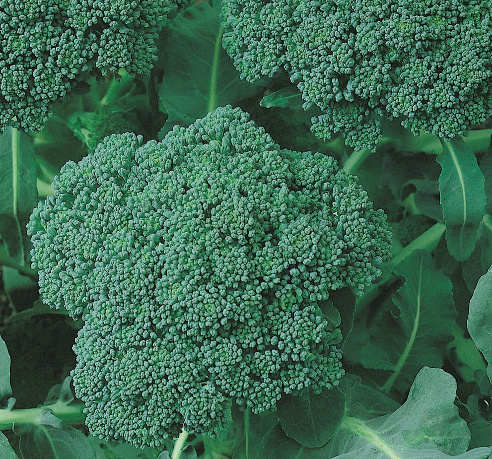 Broccoli Seeds 500+ Green Sprouting Calabrese Heirloom Variety Brassica oleracea for Home Garden Vegetables