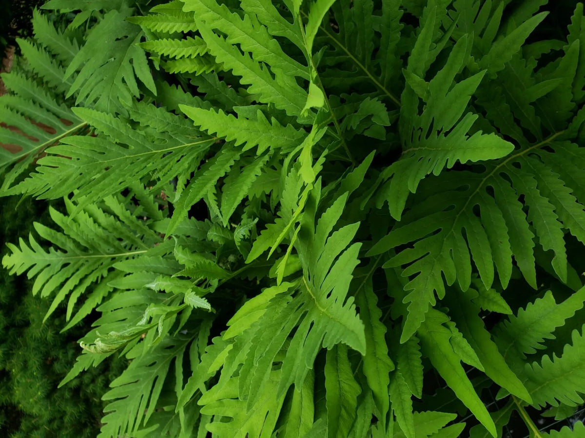 Live Fern Plant Roots - 3 Count - Sensitive Fern (Onoclea sensibilis) - Hardy Perennial, Coarse Texture for Shady Gardens