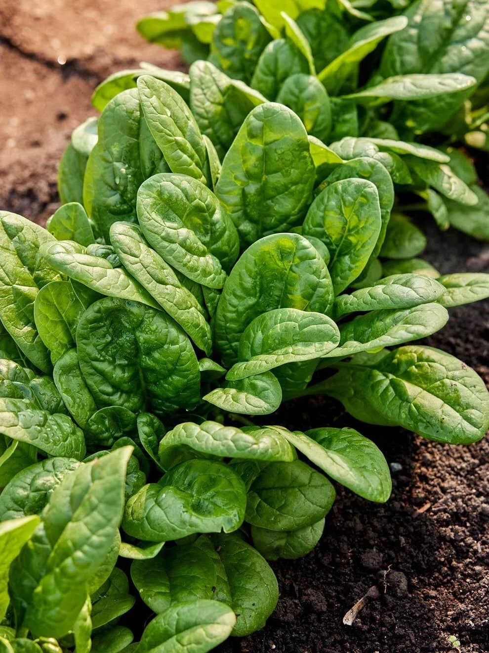 Bloomsdale Spinach Seeds - 150+ Non-GMO Heirloom Organic - Spinacia oleracea - USA Grown, Cold Tolerant Greens