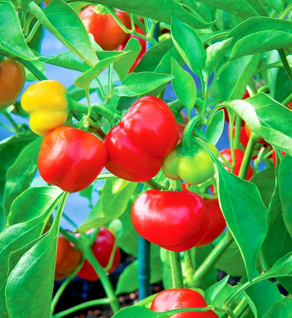 Organic Pimento Sweet Pepper Seeds - 51+ Count - Capsicum annuum - Easy to Grow for Container Gardening and Summer Veggies