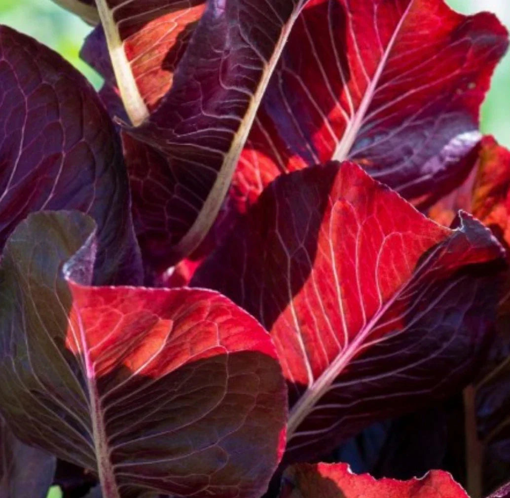 Super Red Romaine Lettuce Seeds - 500+ Non-GMO - Lactuca sativa - Crisp, Nutritious Variety for Home Gardens and Containers