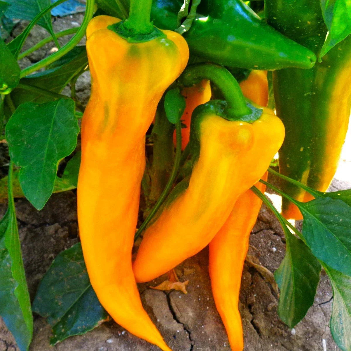 Golden Treasure Sweet Pepper Seeds - Italian Marconi Variety, Non-GMO Heirloom, Capsicum annuum, 20 Seeds for 2025 Gardening