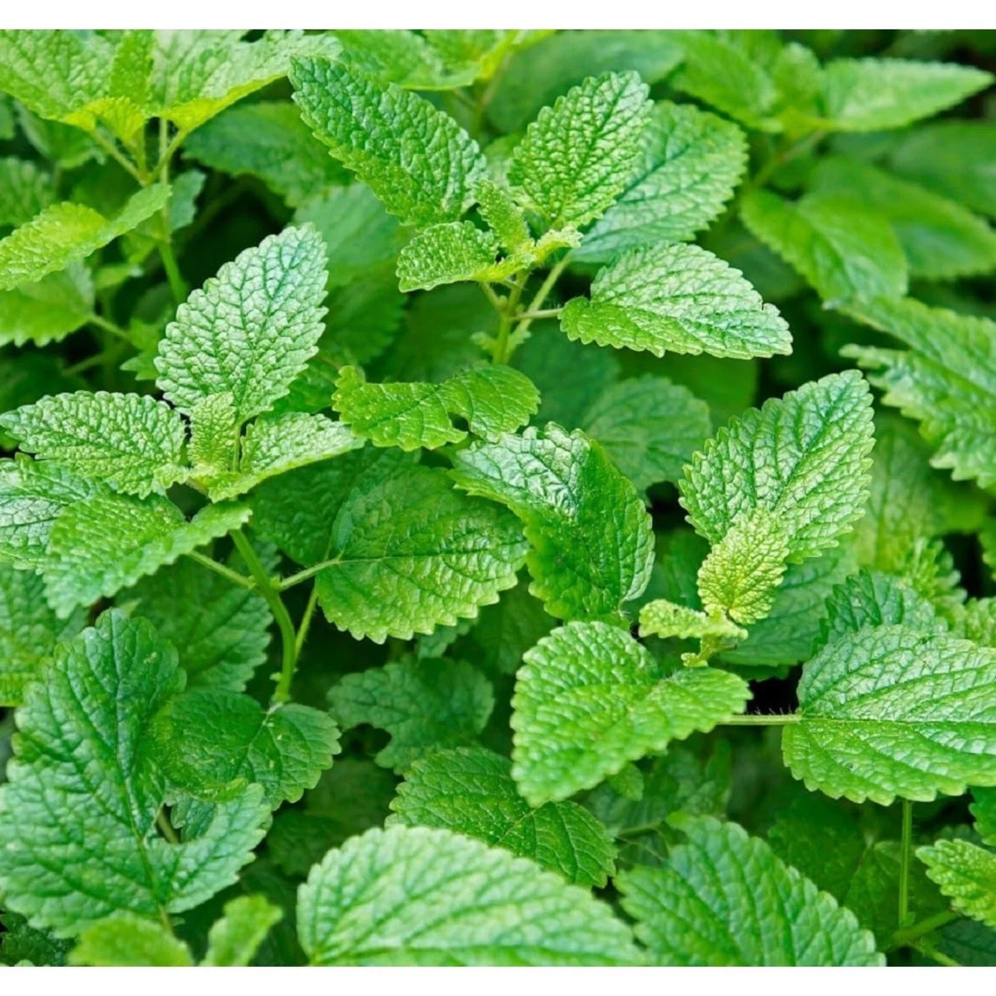 Mint Seeds for Planting - 1000pcs Non-GMO Heirloom Herb Seeds - Perfect for Herbal Tea Garden (Mentha spp.)