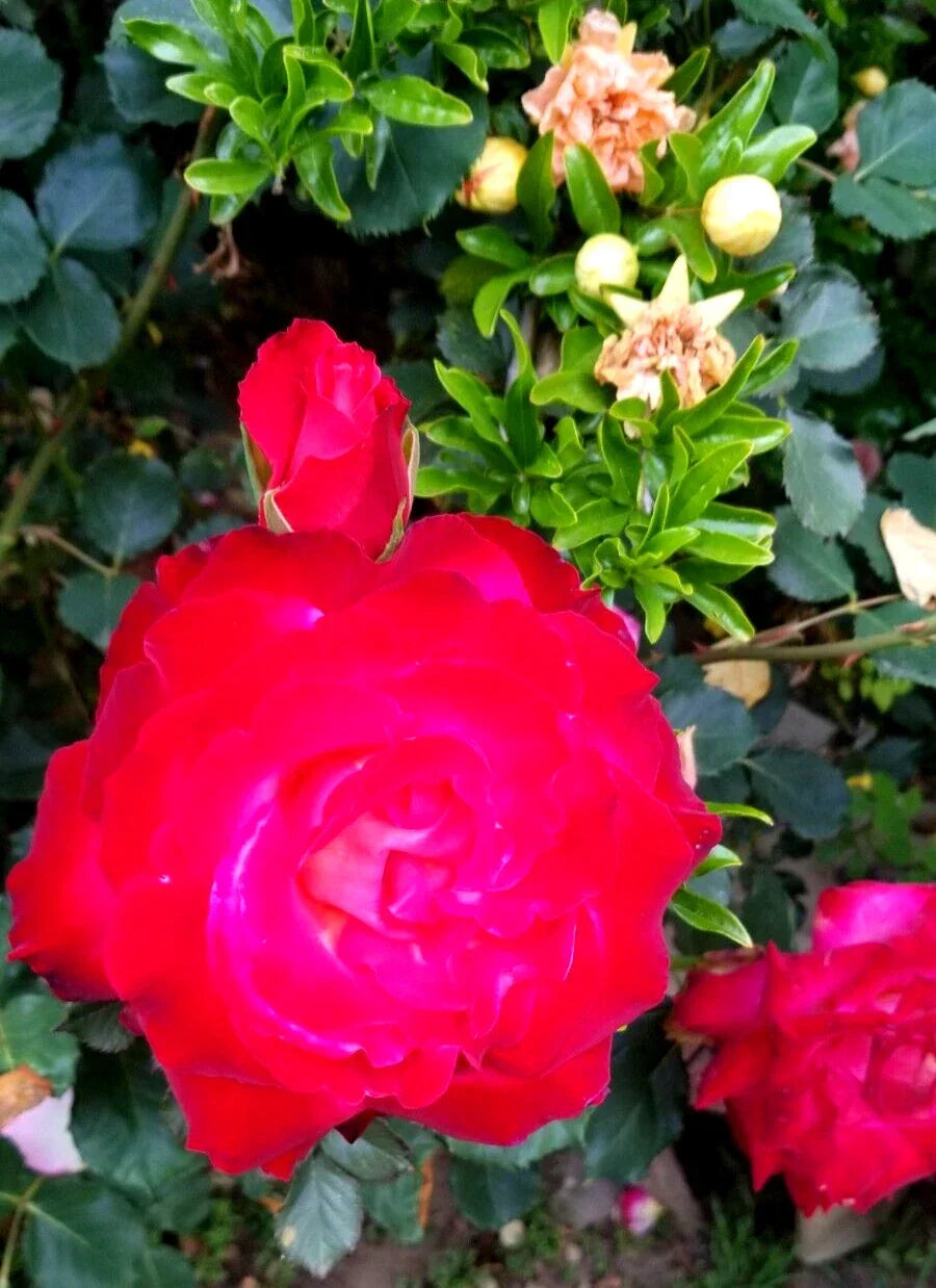 Fresh Classic Red Rose Cuttings - 3 Stems with Lighter Center - Rosa hybrid - Perfect for Garden or Indoor Planting