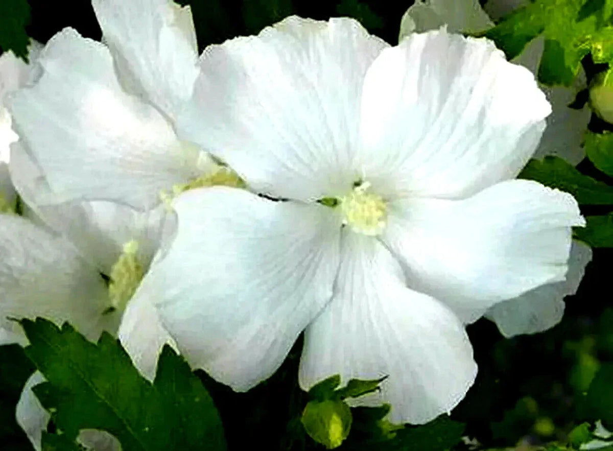 White Rose of Sharon Starter Plant 6" Bare Root Hibiscus Althea Hibiscus syriacus Fast Growing Low Maintenance