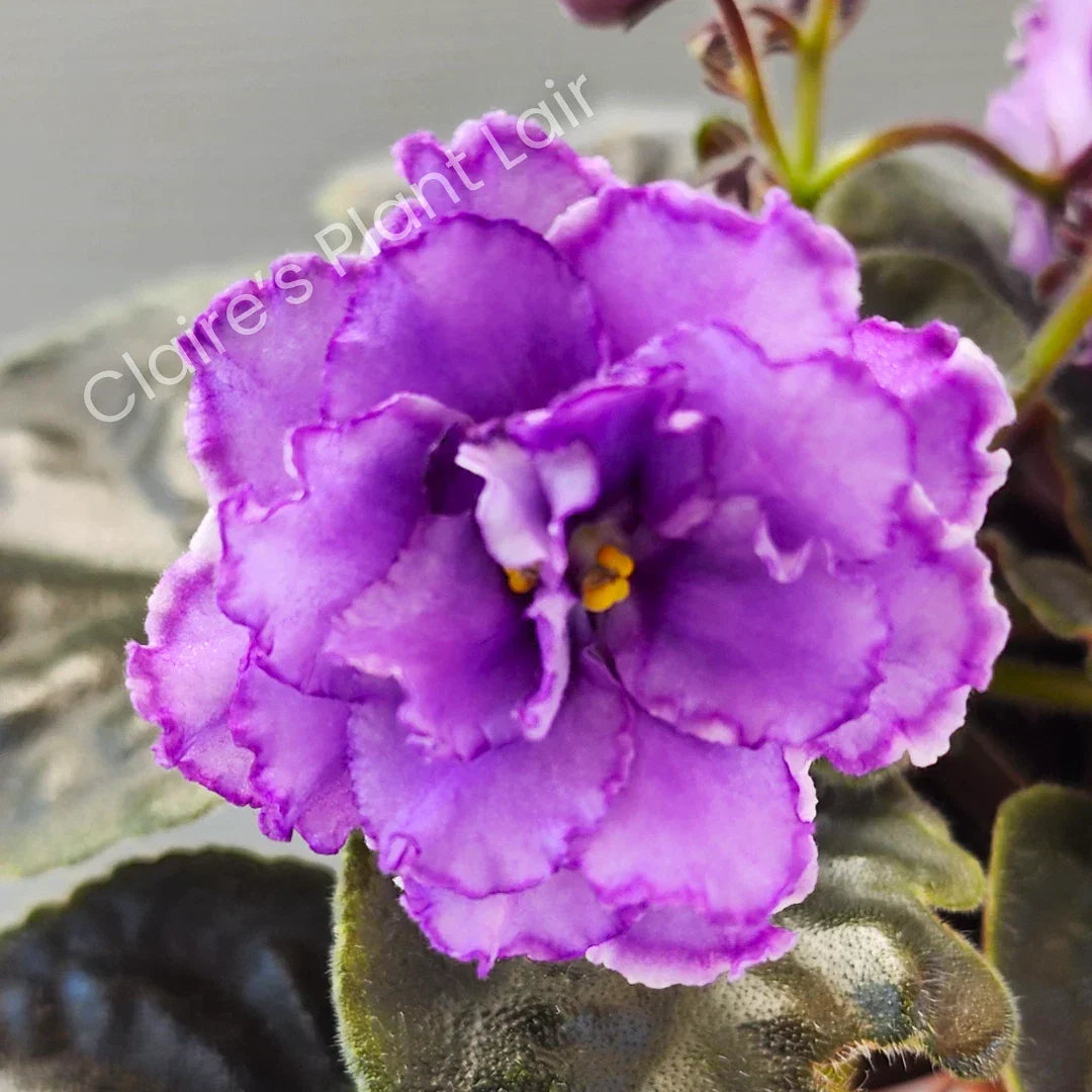 African Violet Leaf Cutting - NK-Lilon Lila - Standard Variety - Saintpaulia ionantha - Easy Care Indoor Plant