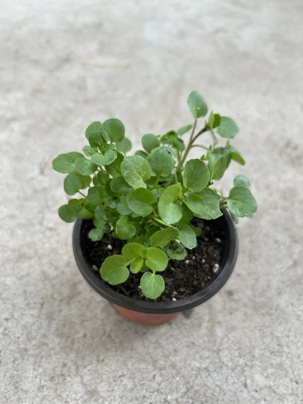Watercress Live Plant in Pot - Fresh Edible Vegetable for Home Gardening - Nasturtium officinale - Easy to Grow, Nutrient-Rich