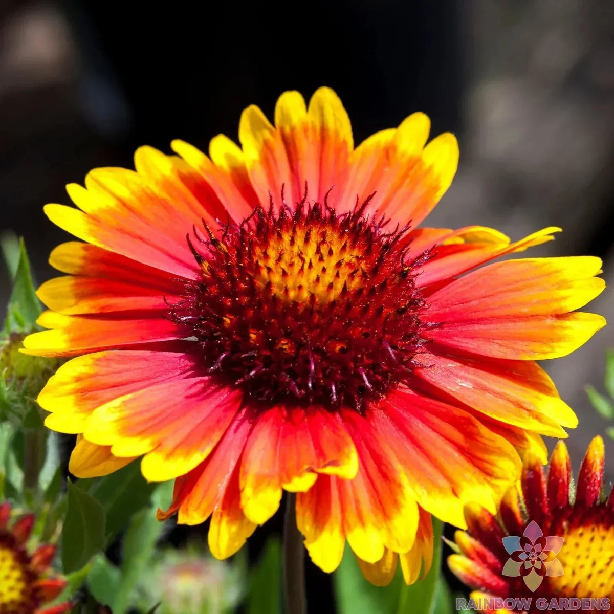 Arizona Sun Rudbeckia Seeds - 200+ Count - Black-Eyed Susan - Rudbeckia hirta - Non-GMO, USA Grown, Pollinator Friendly