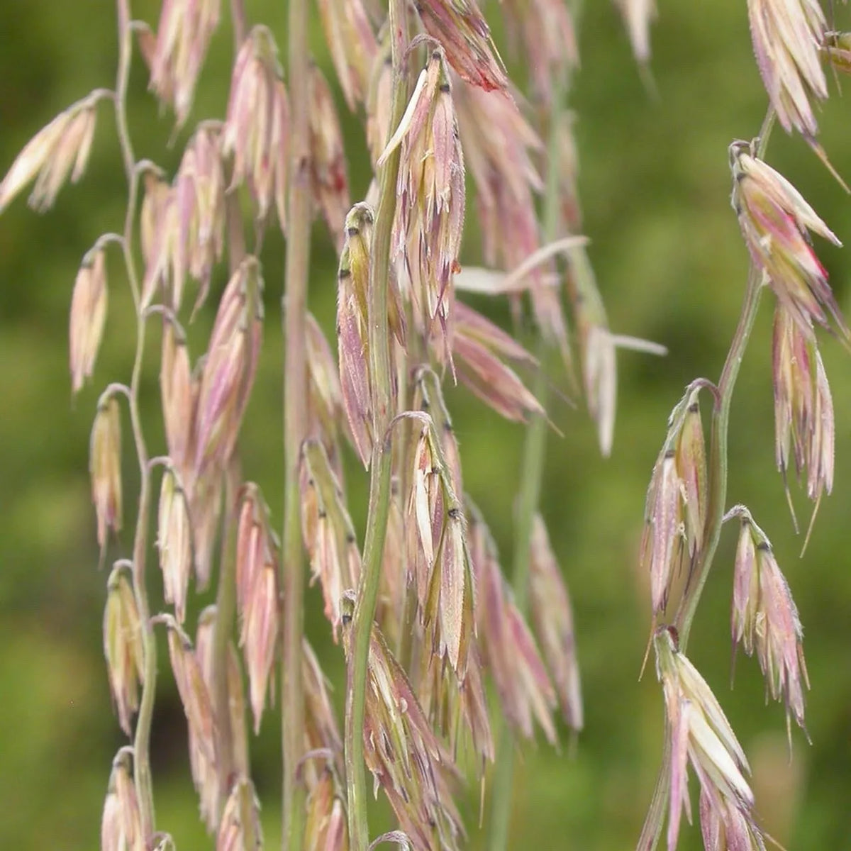 Sideoats Grass Seeds - Bouteloua curtipendula - Drought Tolerant Native Prairie Grass - Eco-Friendly Gardening Solution