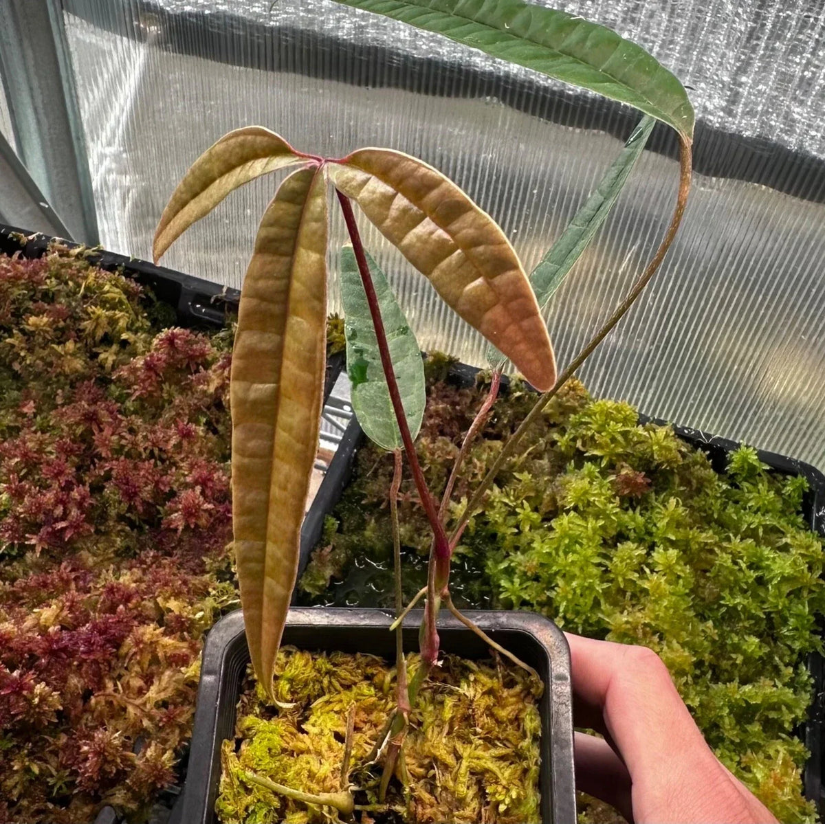 Anthurium Cutucuense Stem Cutting - Rooted Aroid Plant - Unique Ecuador Variety - Tropical Houseplant - Easy Care Indoor Plant