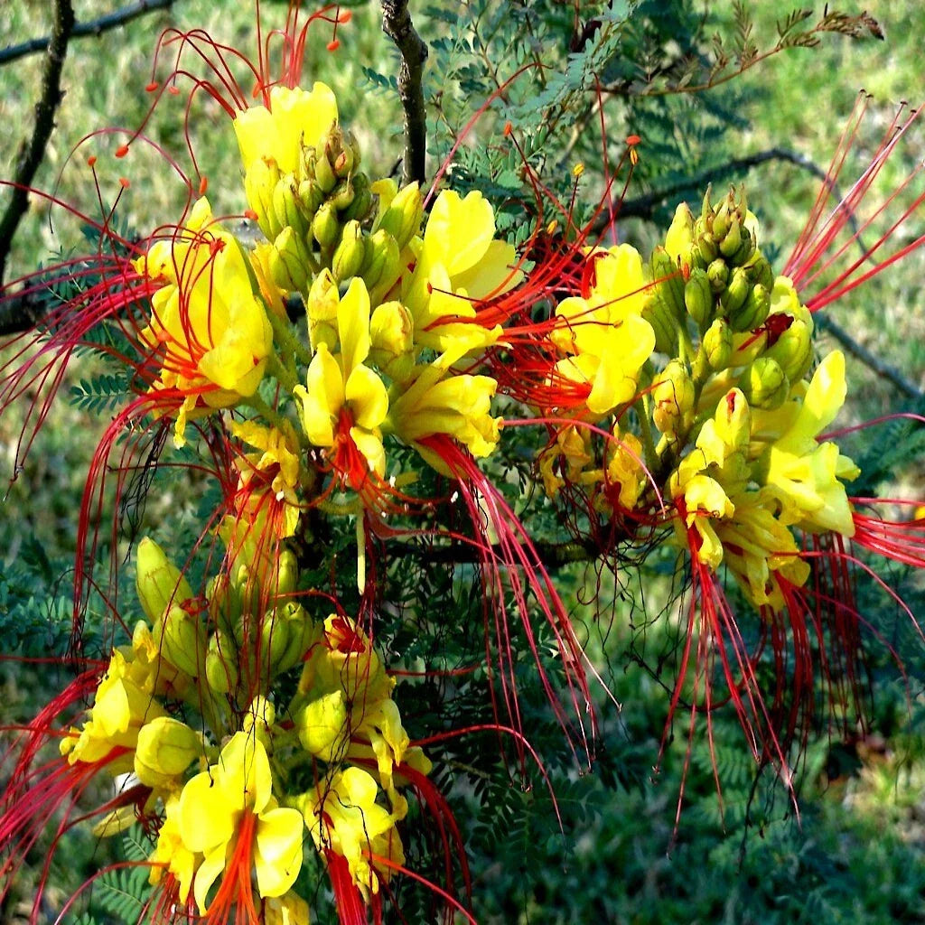 Mexican Desert Yellow Bird of Paradise Seeds - Caesalpinia gilliesii - Flowering Shrub for Gardens, Attracts Pollinators