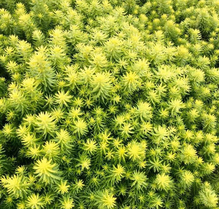 Sedum Ground Cover Plant - Angelina's Teacup Succulent Mat - Stonecrop (Sedum 'Angelina') - Drought-Tolerant, Low Maintenance