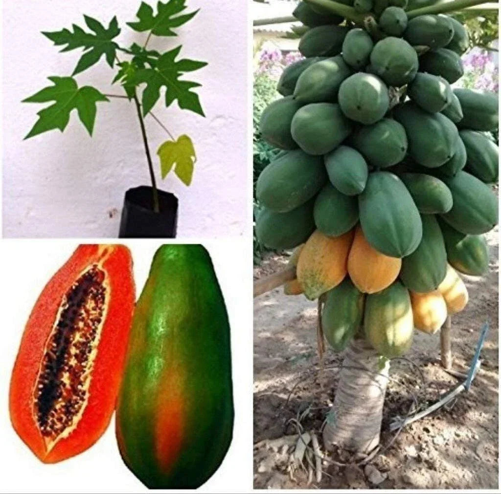 Live Red Lady Papaya Plant in 1 Gallon Pot - Carica papaya - Tropical Fruit Tree - Easy Care Container Gardening