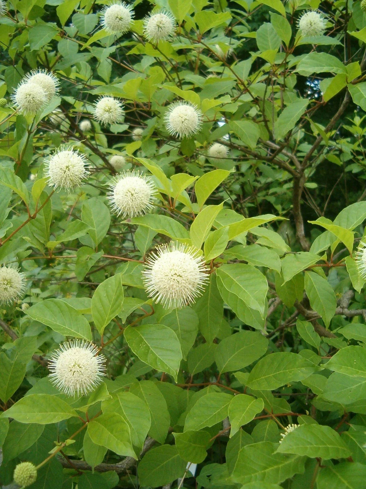 Buttonbush Seeds - 70 Premium Honeyball Shrub Seeds - Cephalanthus occidentalis - Attracts Pollinators, Fragrant White Flowers