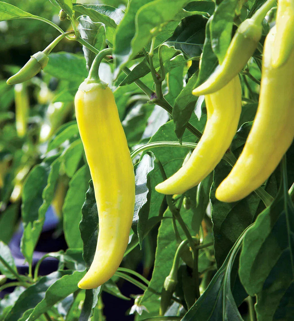 Banana Pepper Seeds - 50 Count Mild Yellow Pepperoncini - Capsicum annuum - Perfect for Home Gardening and 2025 Planting