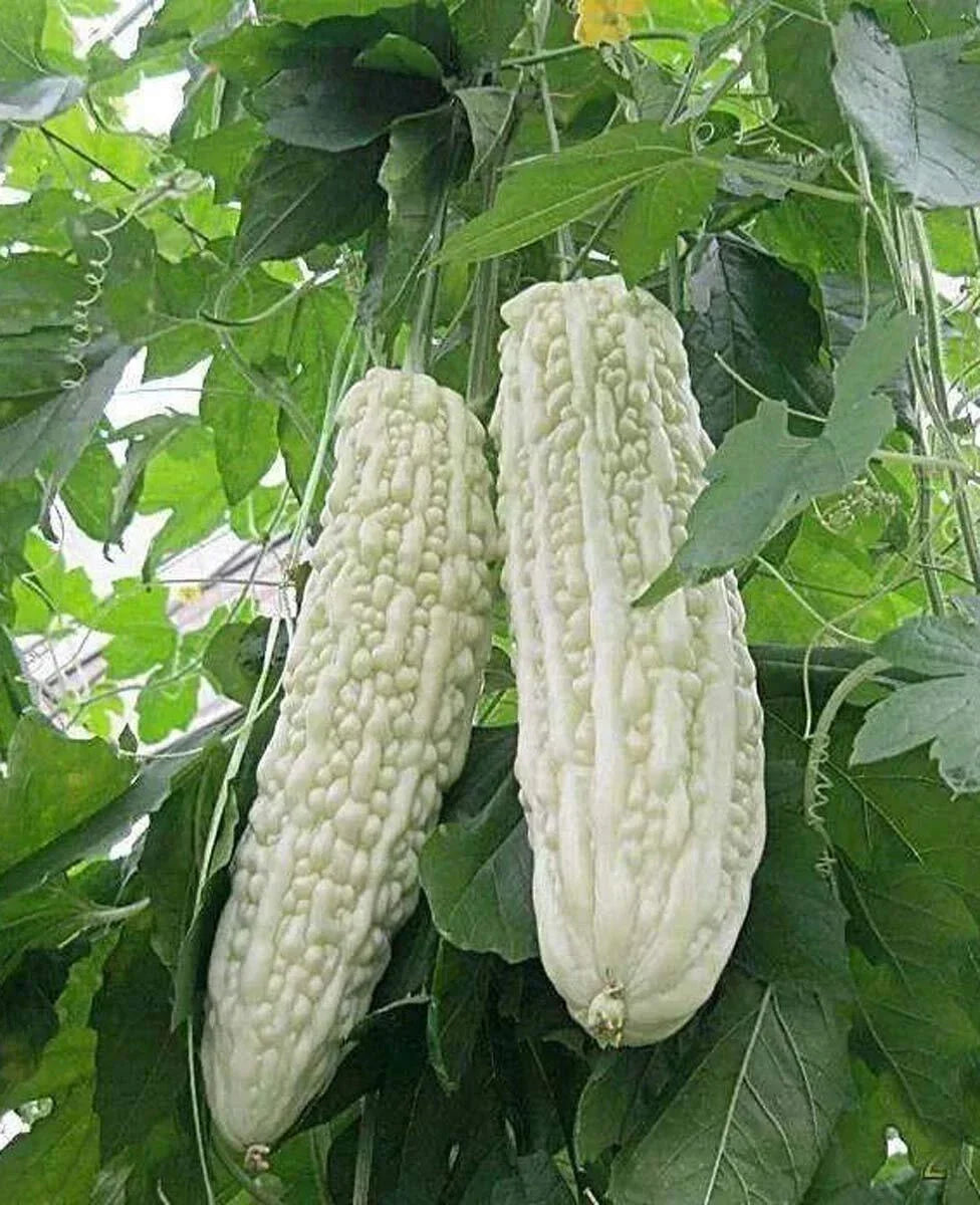 Bitter Melon Seeds 10PCS Non-GMO White Bitter Gourd Momordica charantia for Gardening and Culinary Use