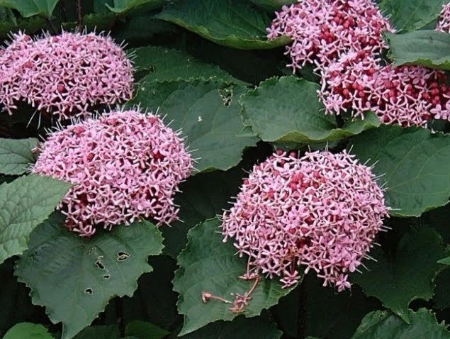 Pink Clerodendrum Cuttings - 3 Count - Clerodendrum thomsoniae - Rooted Garden Plants for Indoor or Outdoor Use