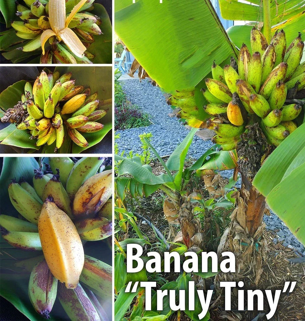 Musa Banana Plant Starter - Small Live Well-Rooted Banana Plant - Musa acuminata - Indoor Outdoor Gardening - USA Seller