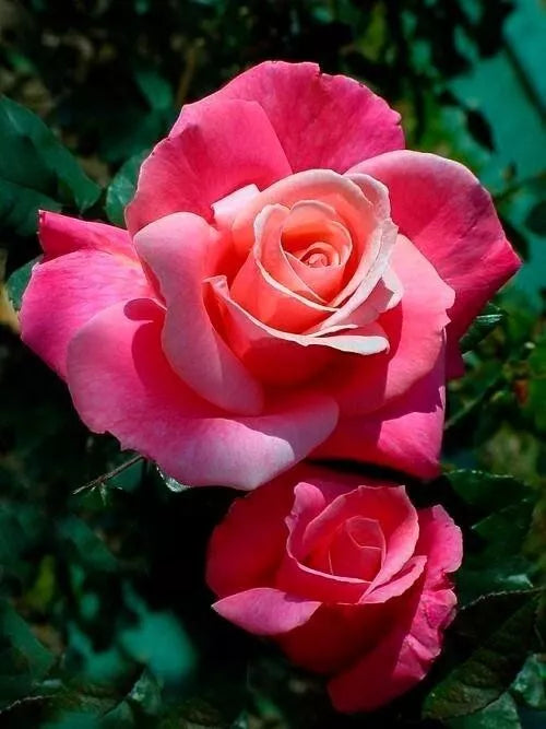 Hybrid Tea Rose Bareroot Plant - First Prize - Pink and Yellow Blooms - AARS Winner - Rosa 'First Prize'