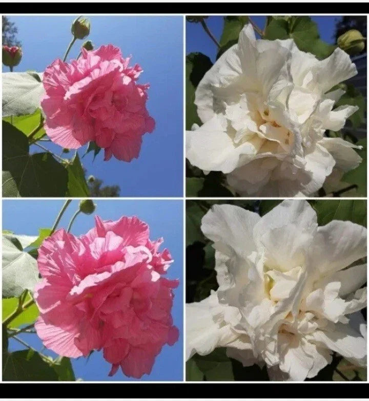 Cotton Rose Seeds 50+ Count Pink Color Changing Flowers Hibiscus mutabilis - Vibrant Blooms for Gardens and Containers