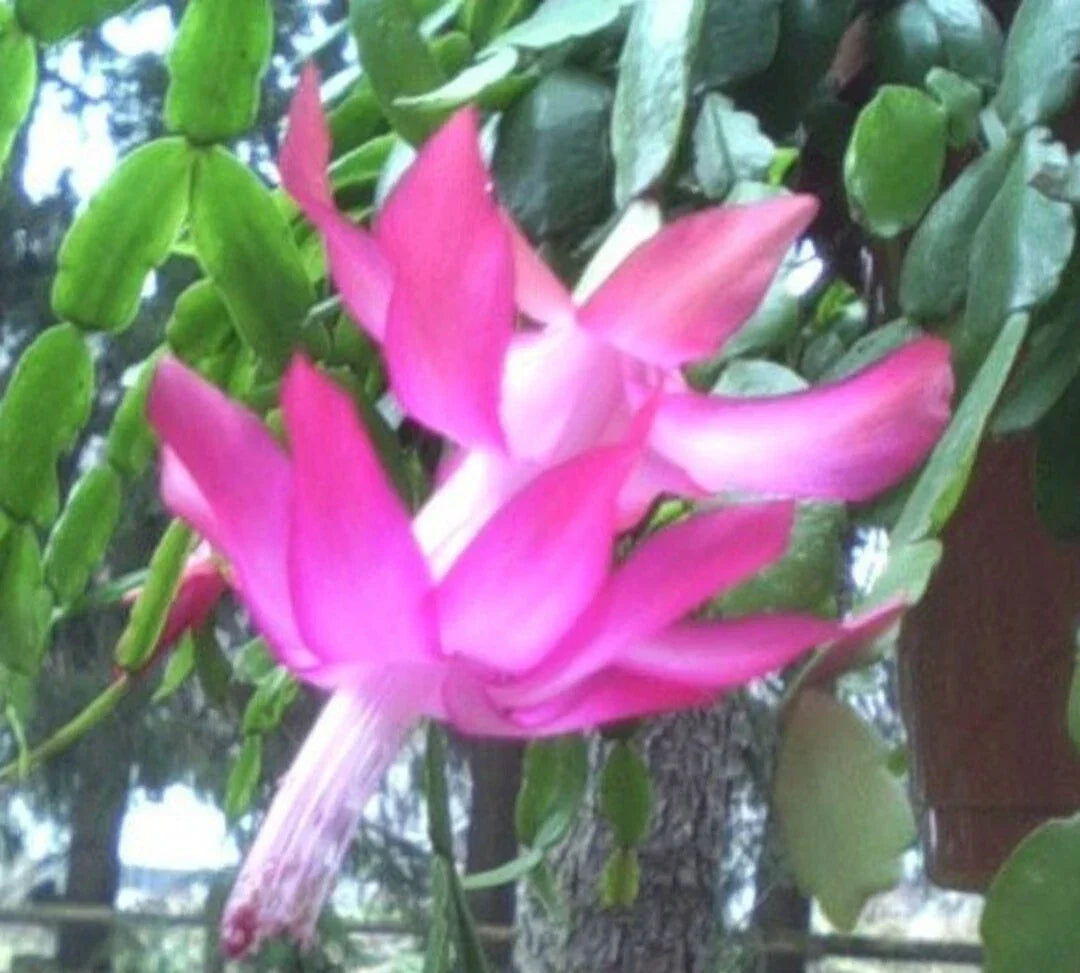 Christmas Cactus Plant Set of 3 - Old Fashioned Pink Schlumbergera × buckleyi - Vibrant Winter Blooms for Indoor Decor
