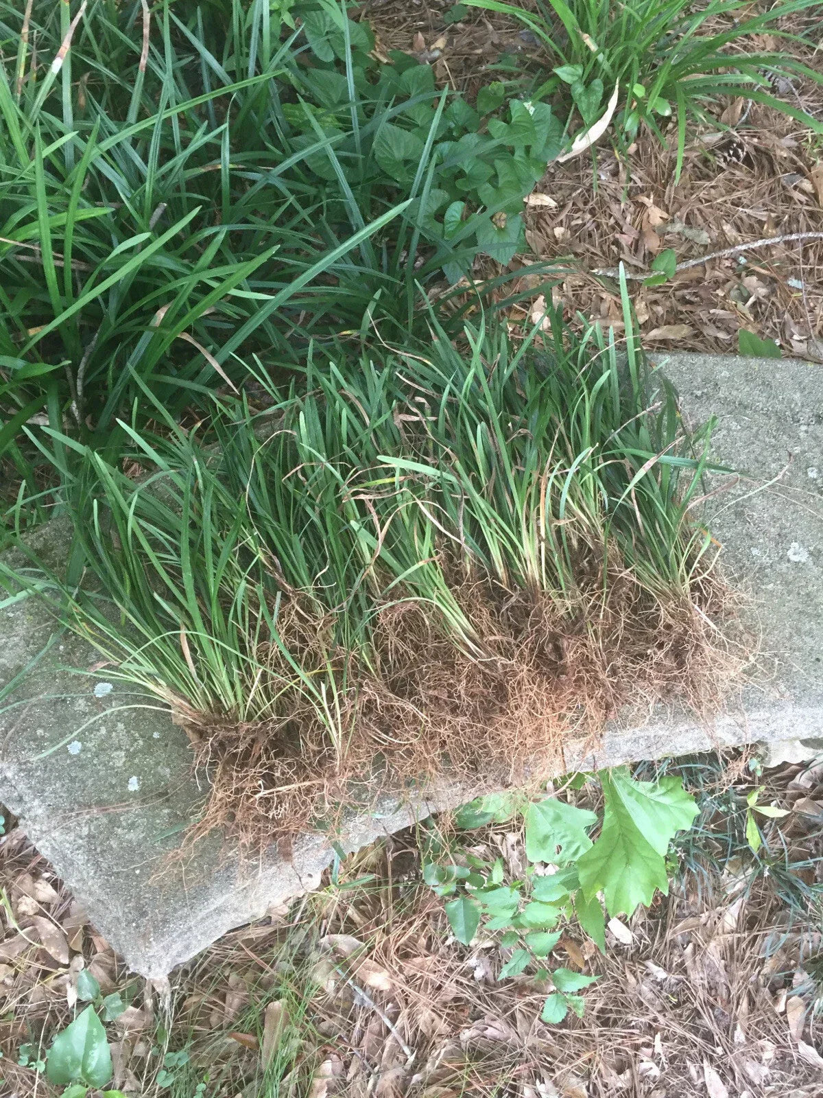 50 Bare Root Monkey Grass Plants, Evergreen Liriope muscari for Borders and Ground Cover, Drought Tolerant, Low Maintenance