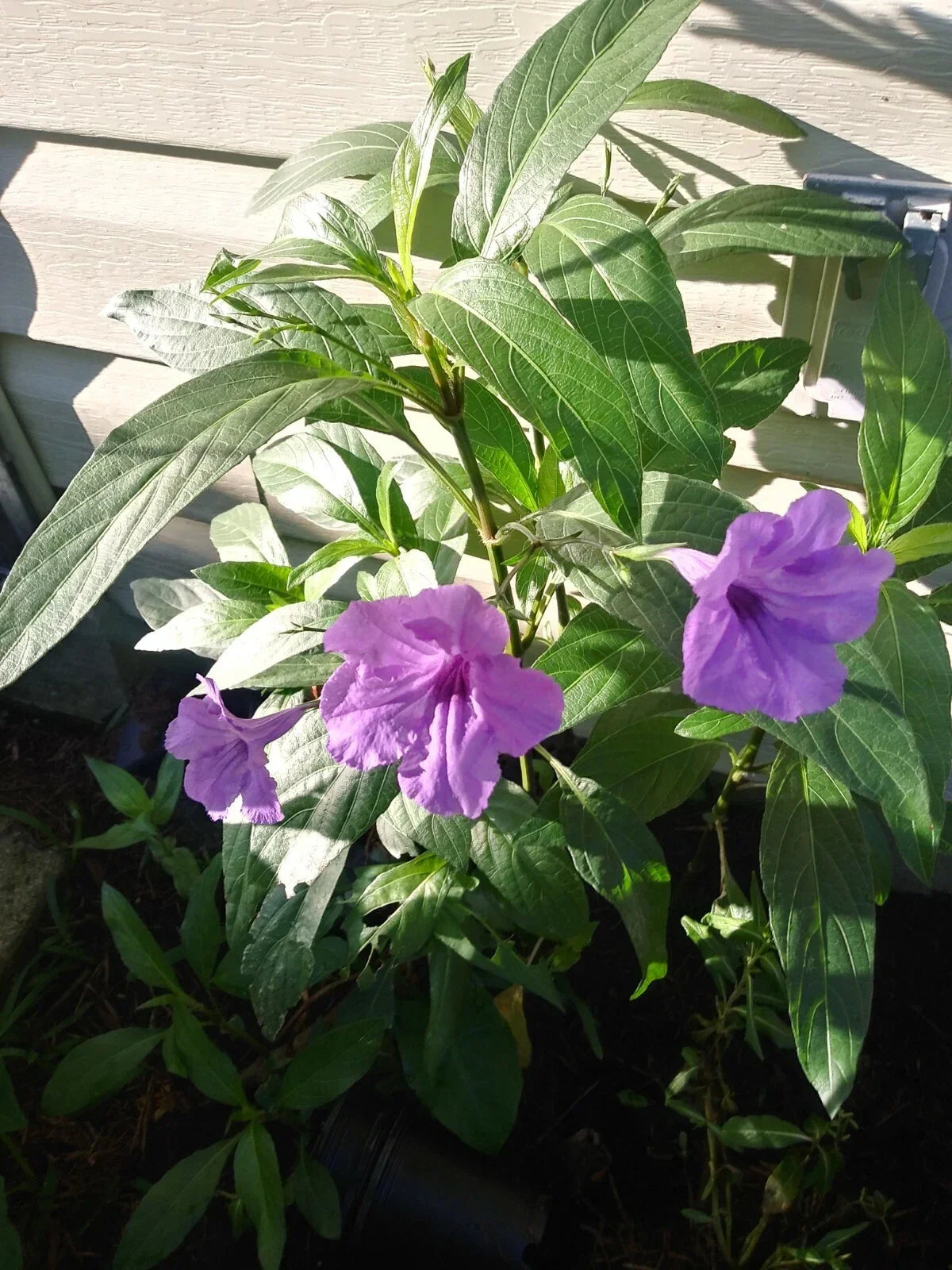 Purple Mexican Petunia Plants - 3 Live Well Potted - Actively Blooming Ruellia simplex for Garden Color and Pollinator Attraction