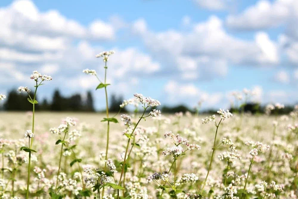 Buckwheat Seeds for Planting - Cover Crop, Grain, Pollinator Pasture - Fagopyrum esculentum - Wildflower Seeds