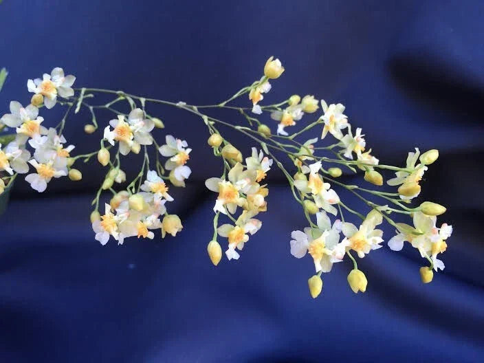 Miniature Orchid Plant 2.5" Pot Oncidium Twinkle 'Fantasy' - Compact, Fragrant Blooms, Easy Care, Indoor Gardening