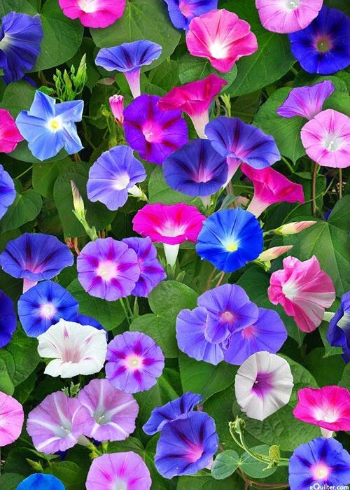 Morning Glory Seeds Mix - 75 Seeds, Red & Blue Flowers, Ipomoea tricolor - Annual Climbing Vine for Garden Beauty