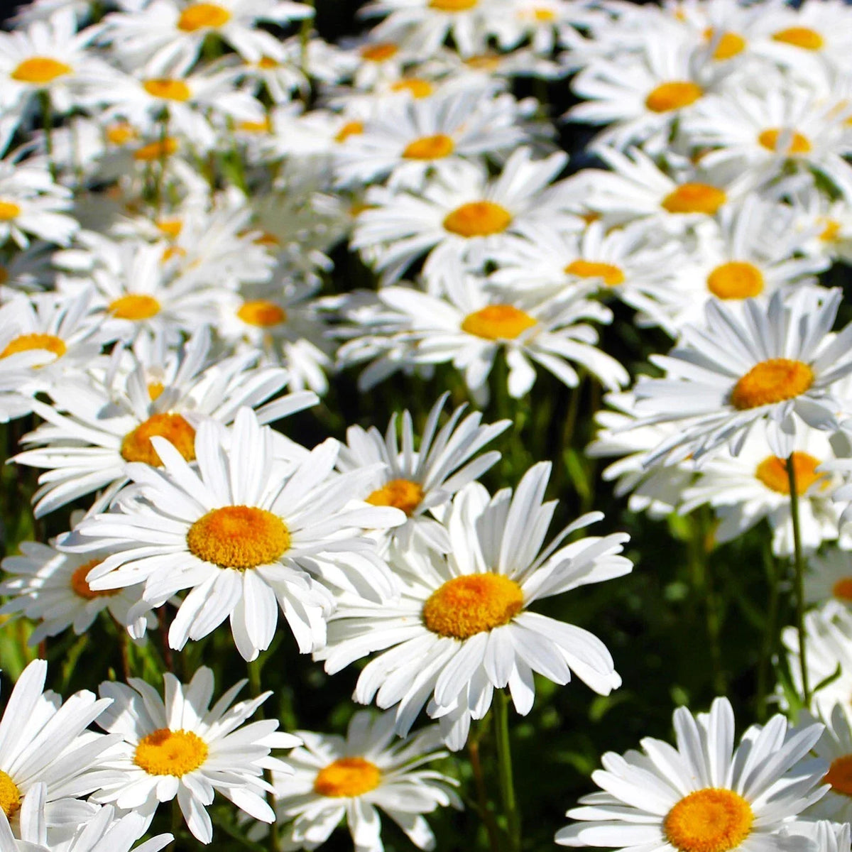 Shasta Daisy Seeds - White Perennial Wildflower - Leucanthemum × superbum - 100 Seeds - Attracts Pollinators, Easy to Grow