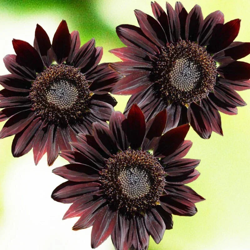 Chocolate Cherry Sunflower Seeds - Multiple Packet Sizes - Helianthus annuus - Dark Maroon Petals, Edible Seeds