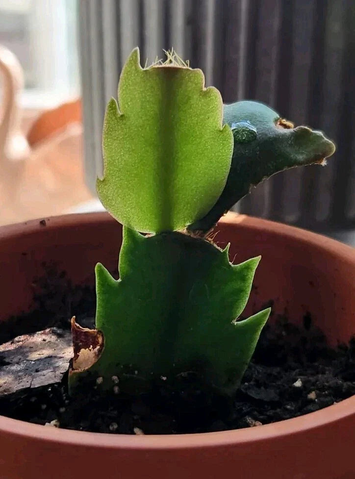 Rooted Thanksgiving/Christmas Cactus Cutting - Schlumbergera - Easy Care Indoor Houseplant - Perfect Holiday Decor
