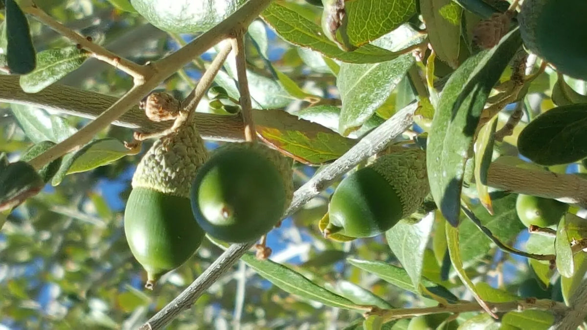 30 Quercus Ilex Acorns - Mediterranean Holly Holm Oak Seeds from Dalmatian Coast - Ideal for Landscaping and Biodiversity