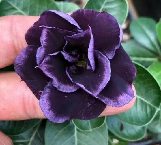 Dark Purple Desert Rose Seeds - 4 Pack - Adenium Obesum - Exotic Flowering Succulent Seeds for Indoor/Outdoor Gardening