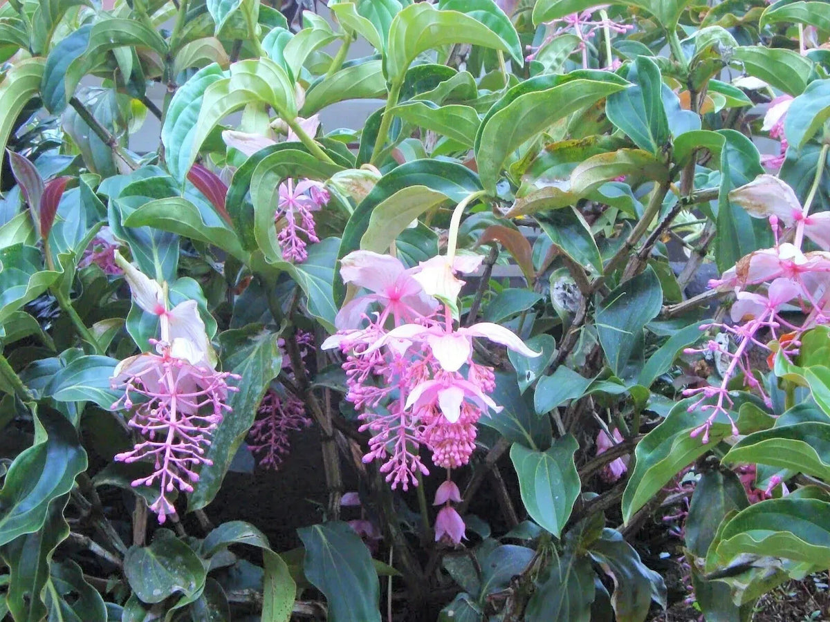 Royal Chandelier Medinilla Plant | Live Well-Rooted Starter | Rare Exotic Indoor Plant | Medinilla magnifica