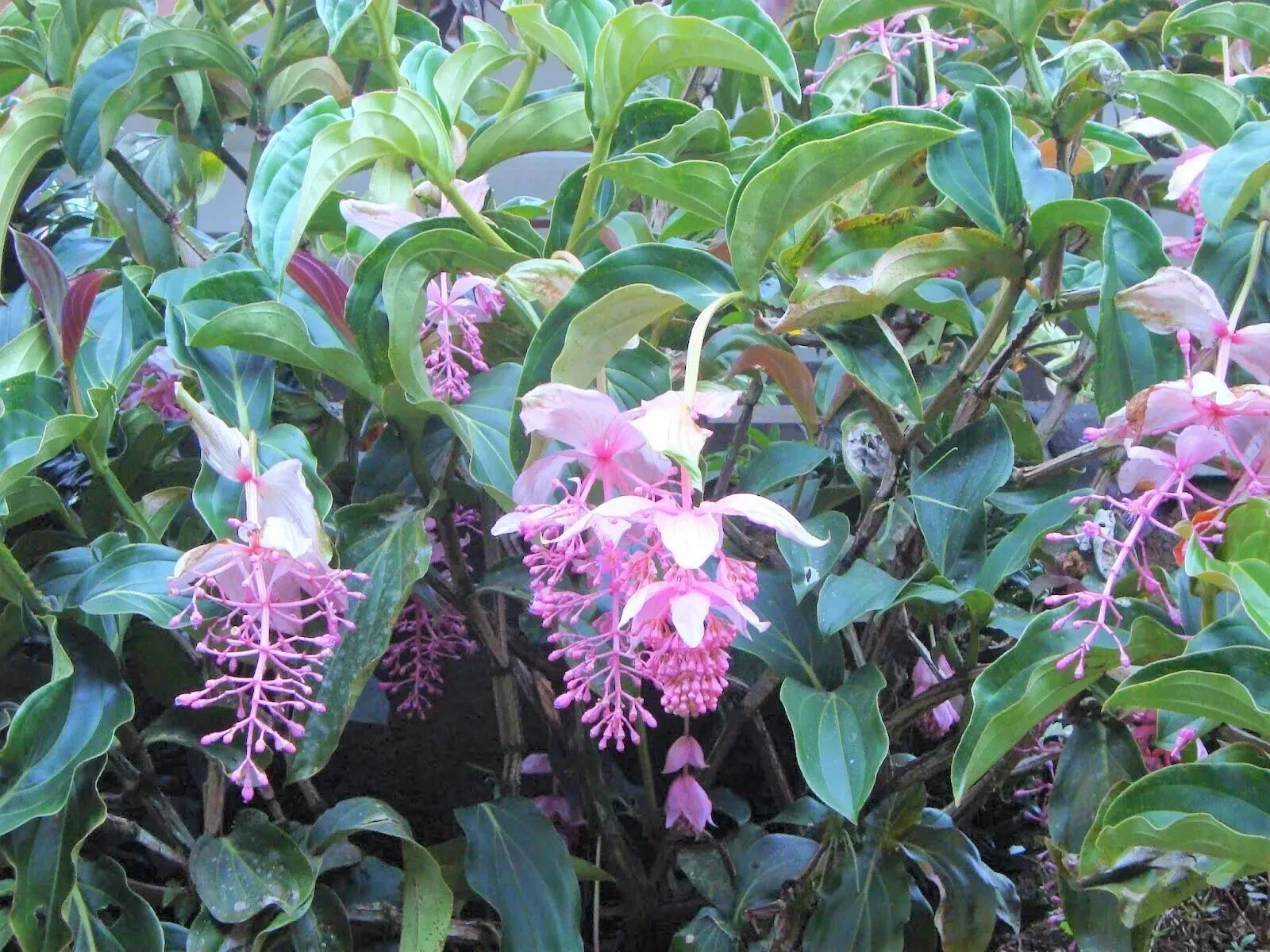 Royal Chandelier Medinilla Plant | Live Well-Rooted Starter | Rare Exotic Indoor Plant | Medinilla magnifica